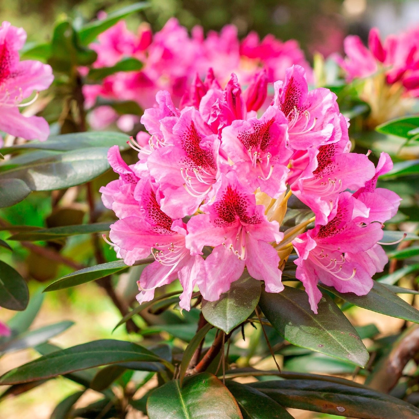 Rhododendron 'Cosmopolitan' 3L / 5L
