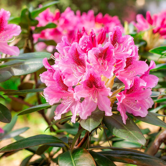 Rhododendron 'Cosmopolitan' 3L / 5L