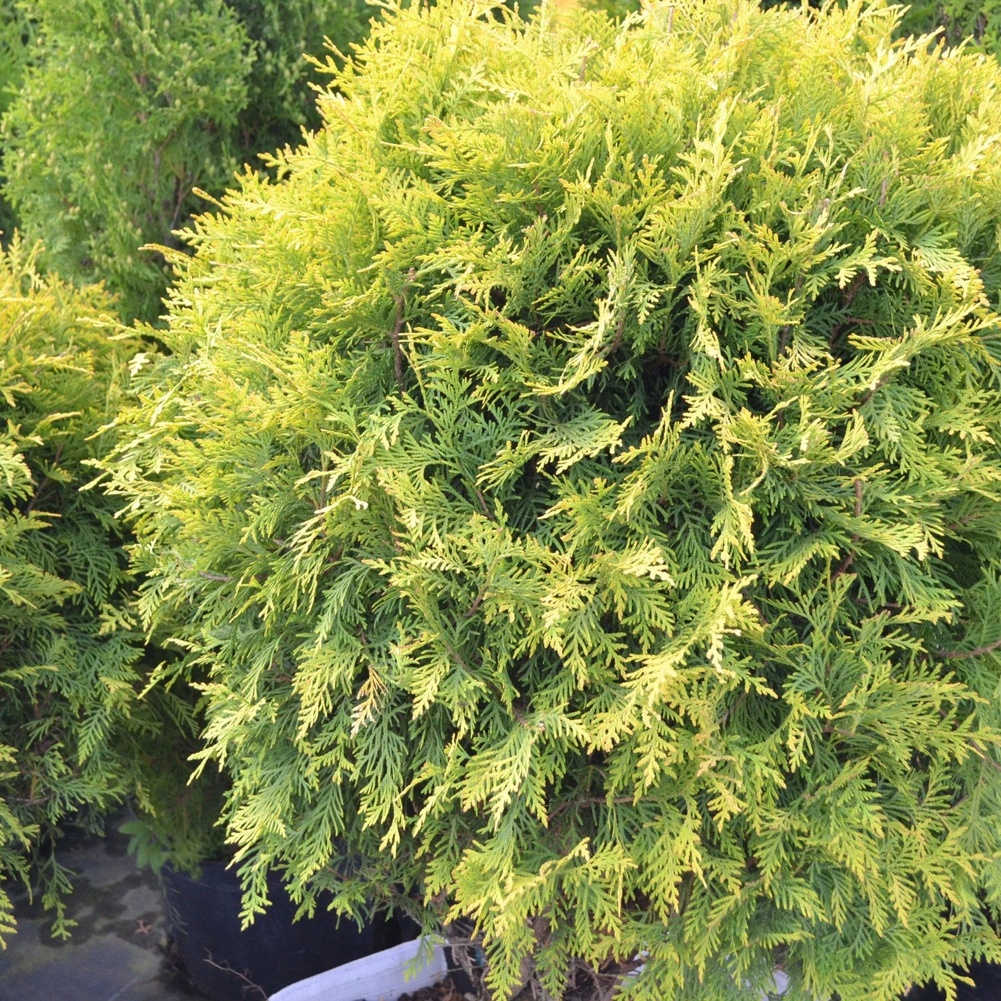Thuja occidentalis 'Golden Globe' 9cm / 2L