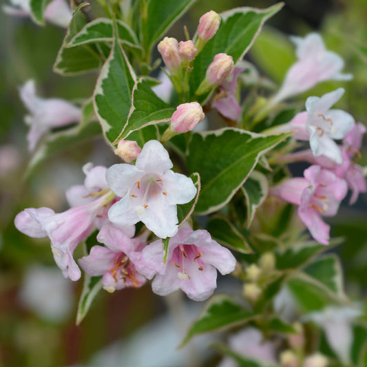 Weigela 'Nana Variegata' 2L