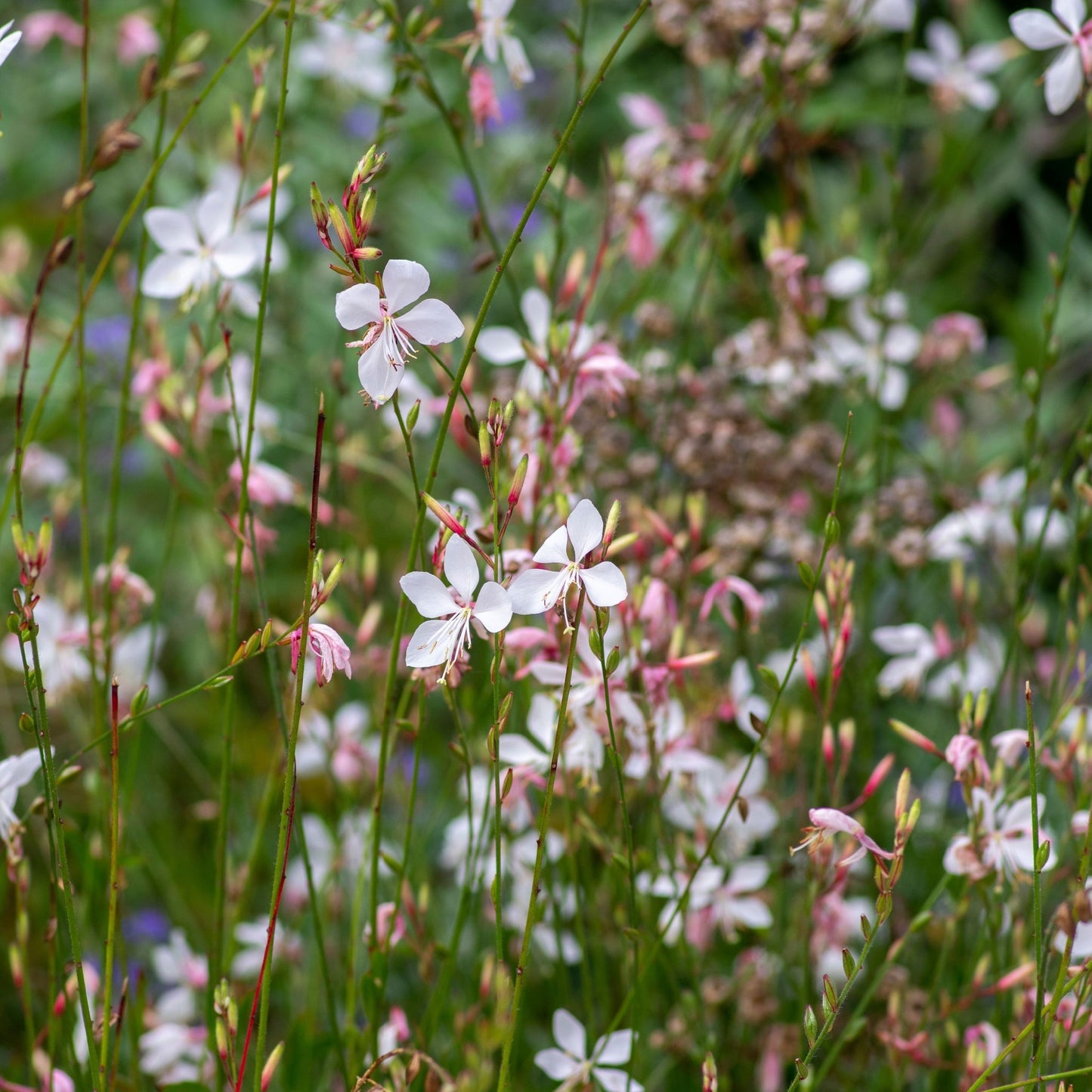 Gaura 'Whirling Butterflies' 9cm/2L