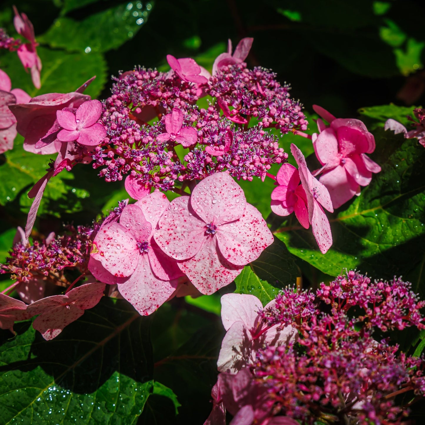 Hydrangea 'French Bolero' Pink 2L / 3L