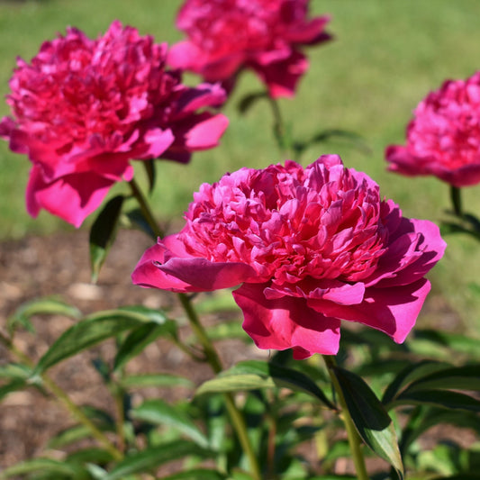 Peony 'Felix Crousse' 1L