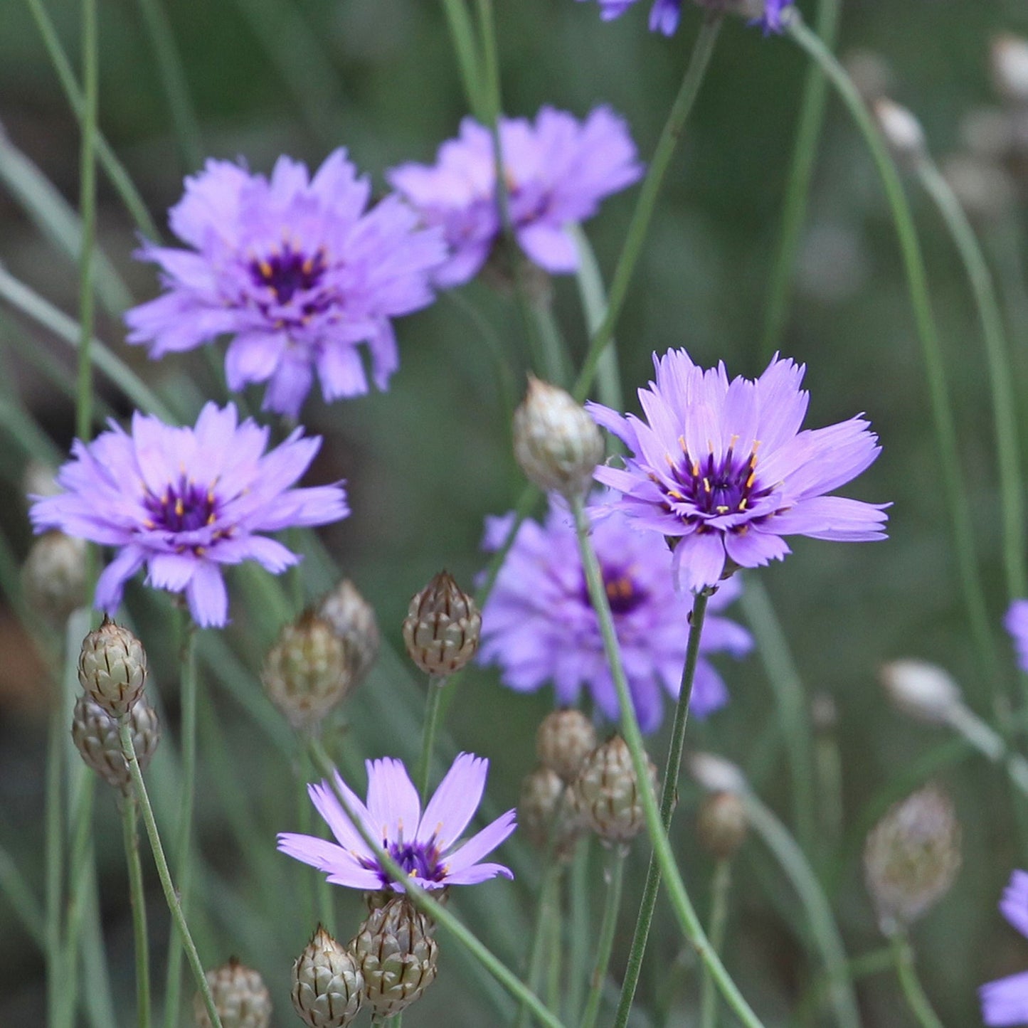 Catananche caerulea 9cm/2L