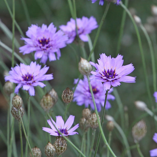 Catananche caerulea 9cm/2L