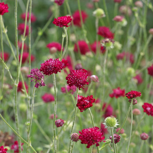Knautia macedonica 'Red Knight' 9cm