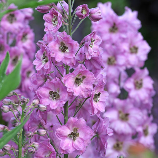 Delphinium Excalibur 'Lilac Rose/White Bee' 9cm/1.5L