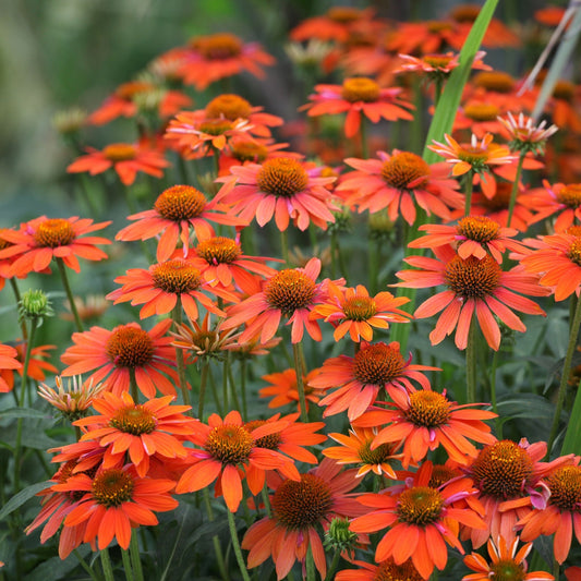 Echinacea purpurea Prairie Blaze Orange Sunset 9cm Pot