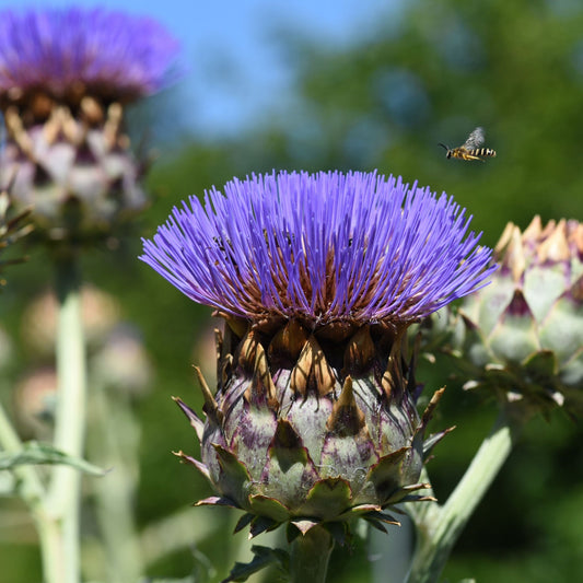 Cynara cardunculus 9cm Pot