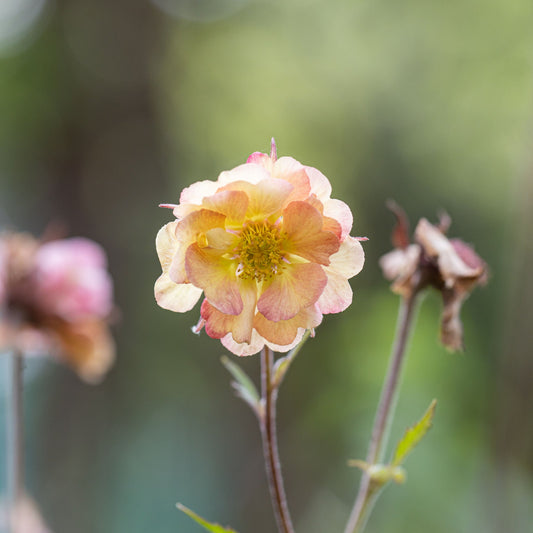 Geum pretticoats peach 9cm / 3L
