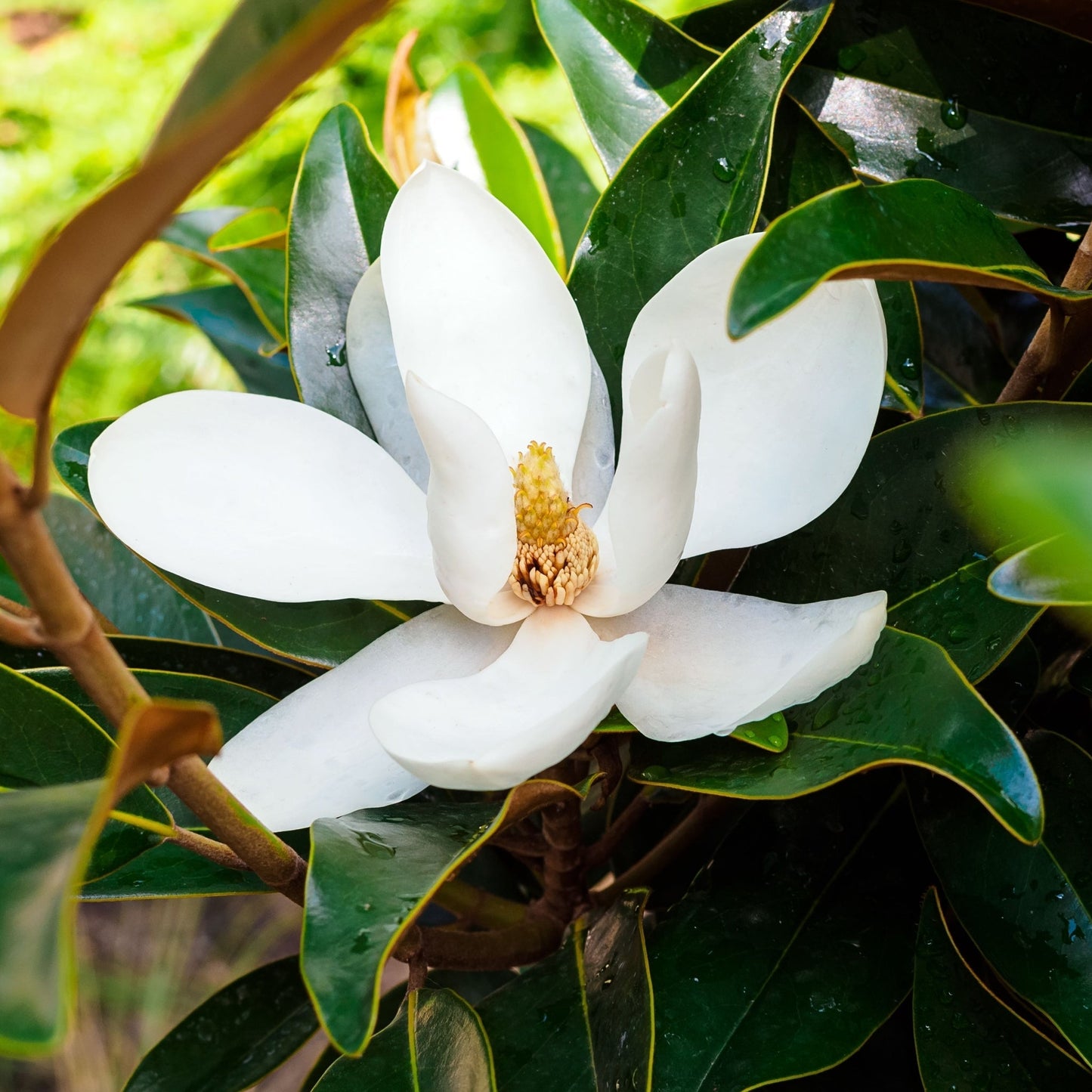 1/4 Standard Evergreen Magnolia grandiflora 'Little Gem' Tree | Stem 1m, Head 0.5m