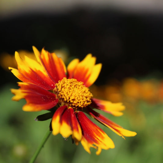 Coreopsis 'Uptick Red' 3L