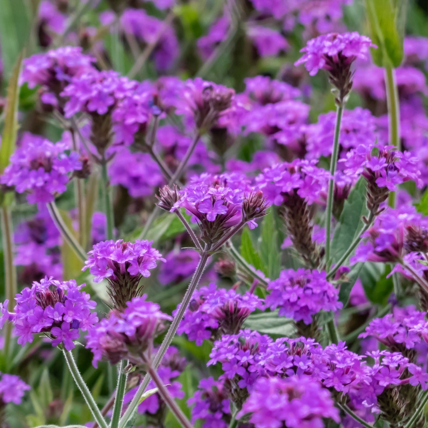Verbena 'Rigida' 9cm/1.5L/2L