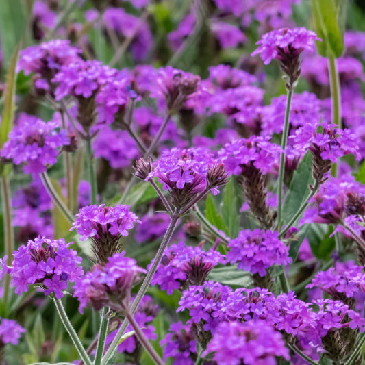 Verbena 'Rigida' 9cm/1.5L/2L
