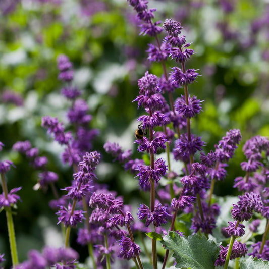 Salvia ver. Purple Rain 9cm Pot
