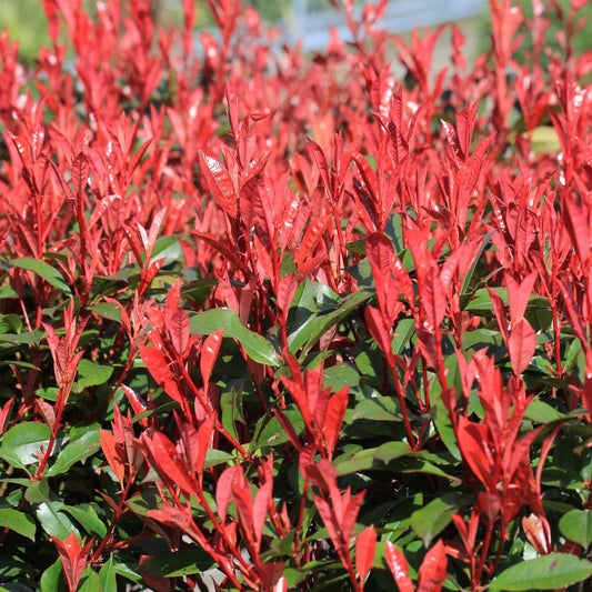 Photinia fraseri 'Robusta Compacta' 5L (70-80cm)