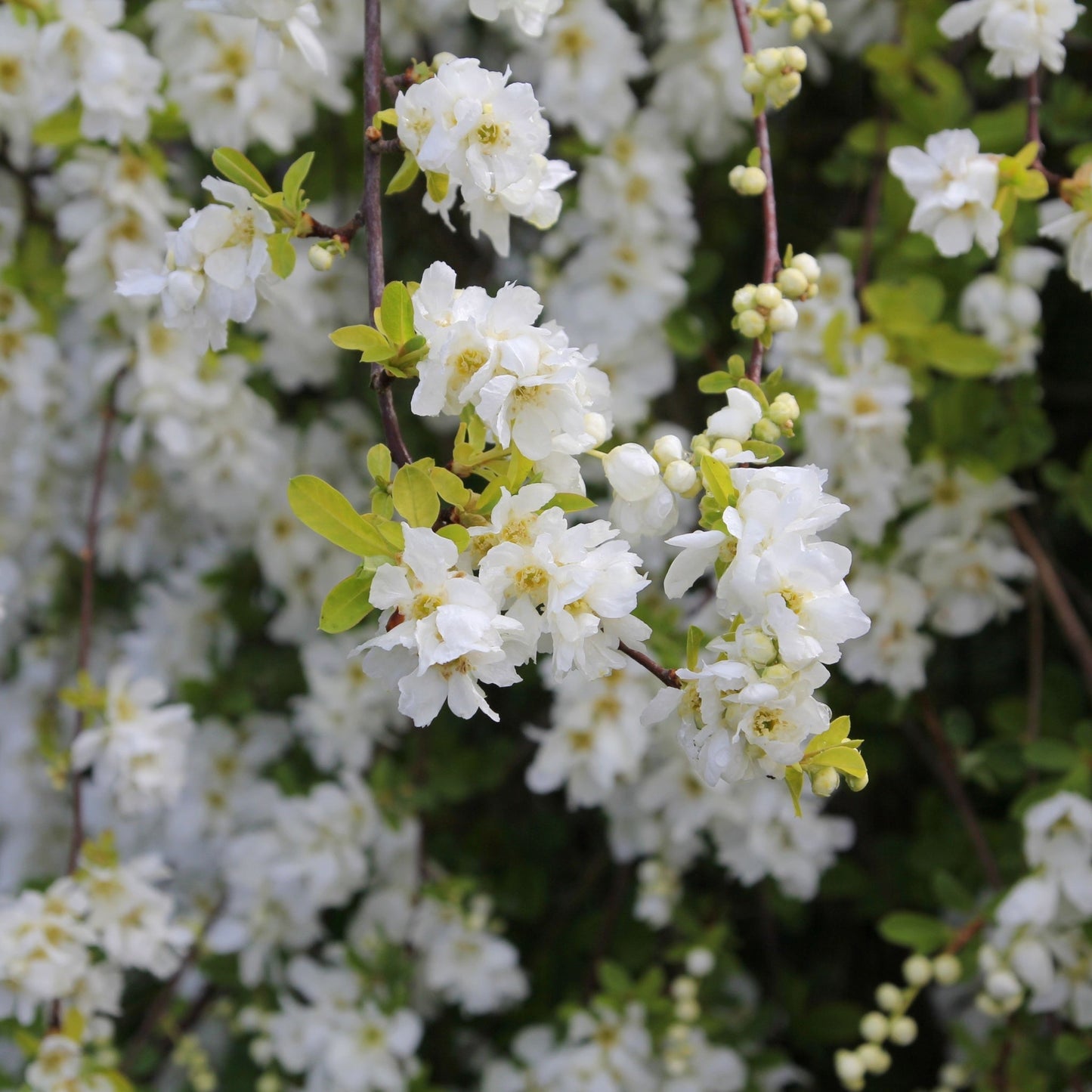 Exochorda macrantha 'The Bride'  9cm / 2L