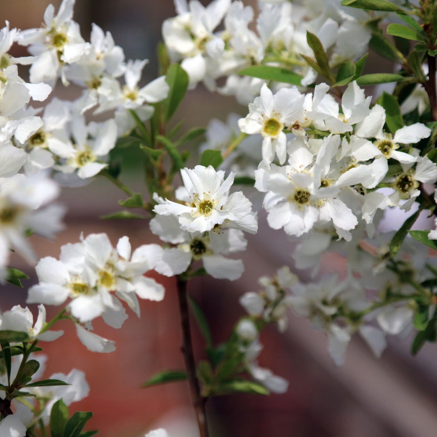 Exochorda macrantha 'The Bride'  9cm / 2L