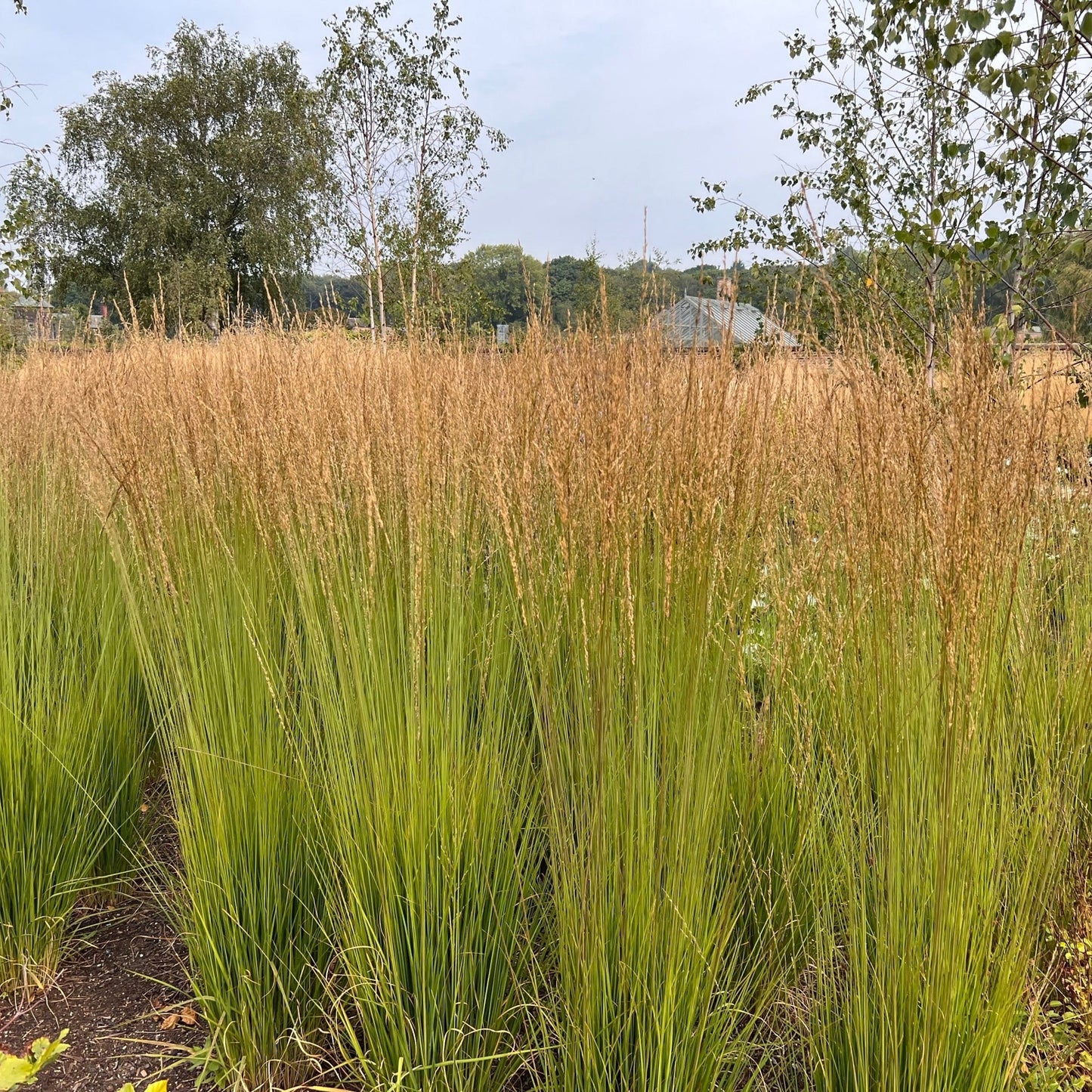 Calamagrostis x acutiflora 'Karl Foerster' 9cm/2L