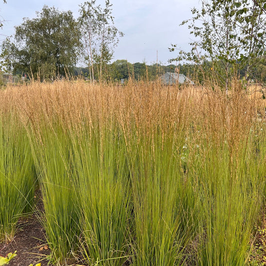 Calamagrostis x acutiflora 'Karl Foerster' 9cm/2L