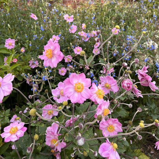 Anemone hybrida Queen Charlotte 9cm Pot