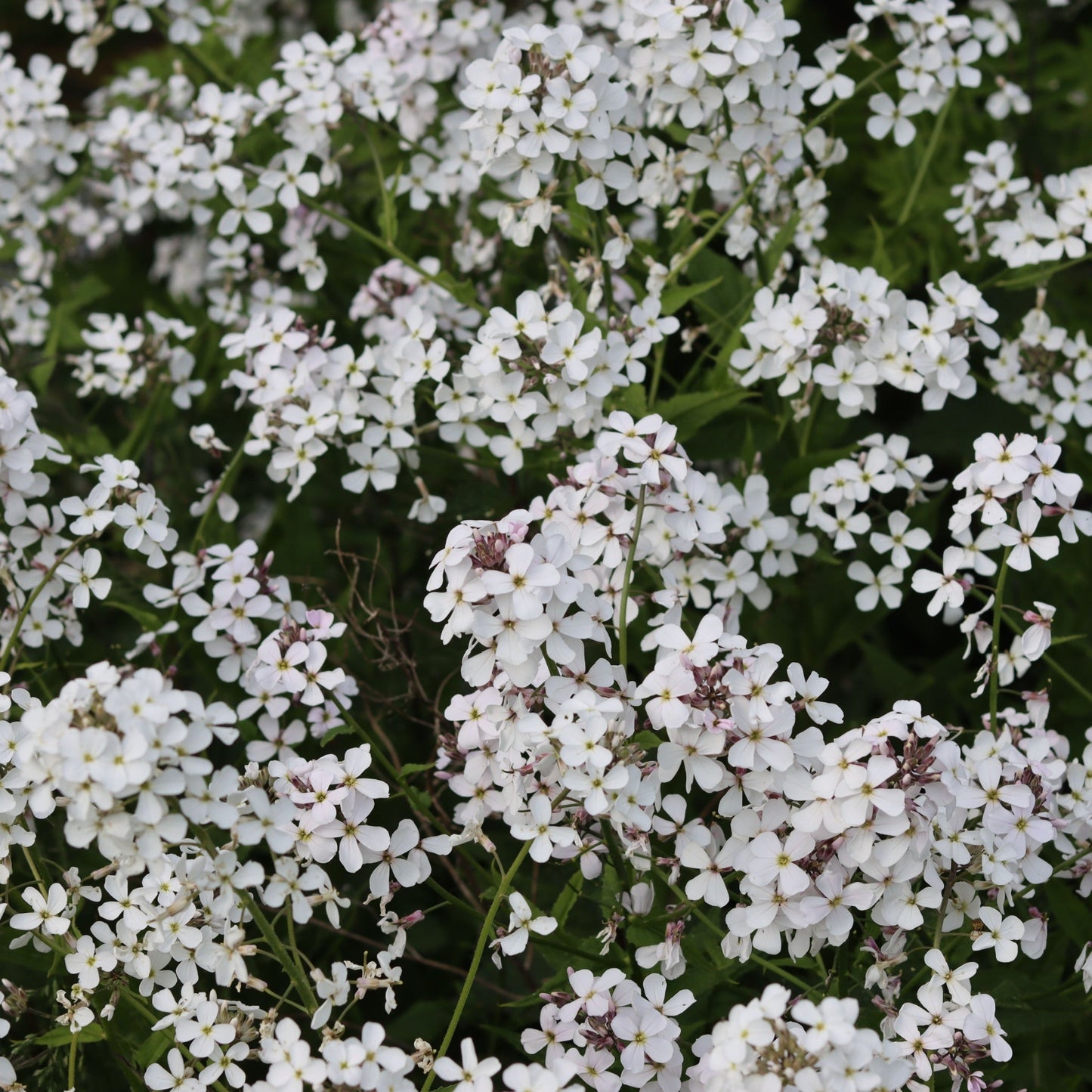 Hesperis matronalis var.albiflora 9cm/2L