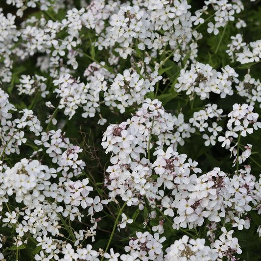 Hesperis matronalis var.albiflora 9cm/2L