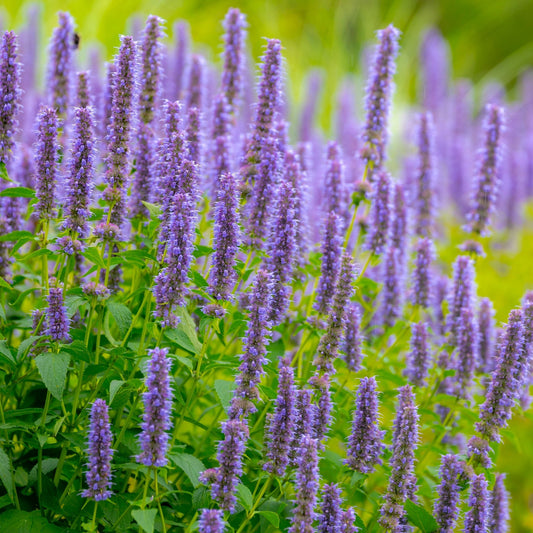 AGASTACHE foeniculum 'Little Adder' 9cm