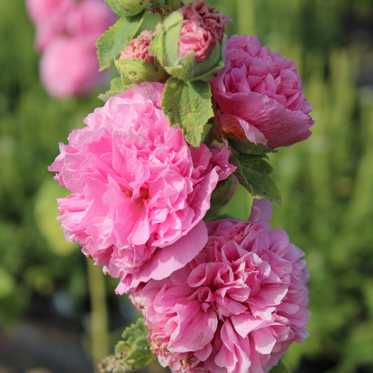 Hollyhock (Alcea) plena 'Chater's Double Rose' 9cm/1.5L