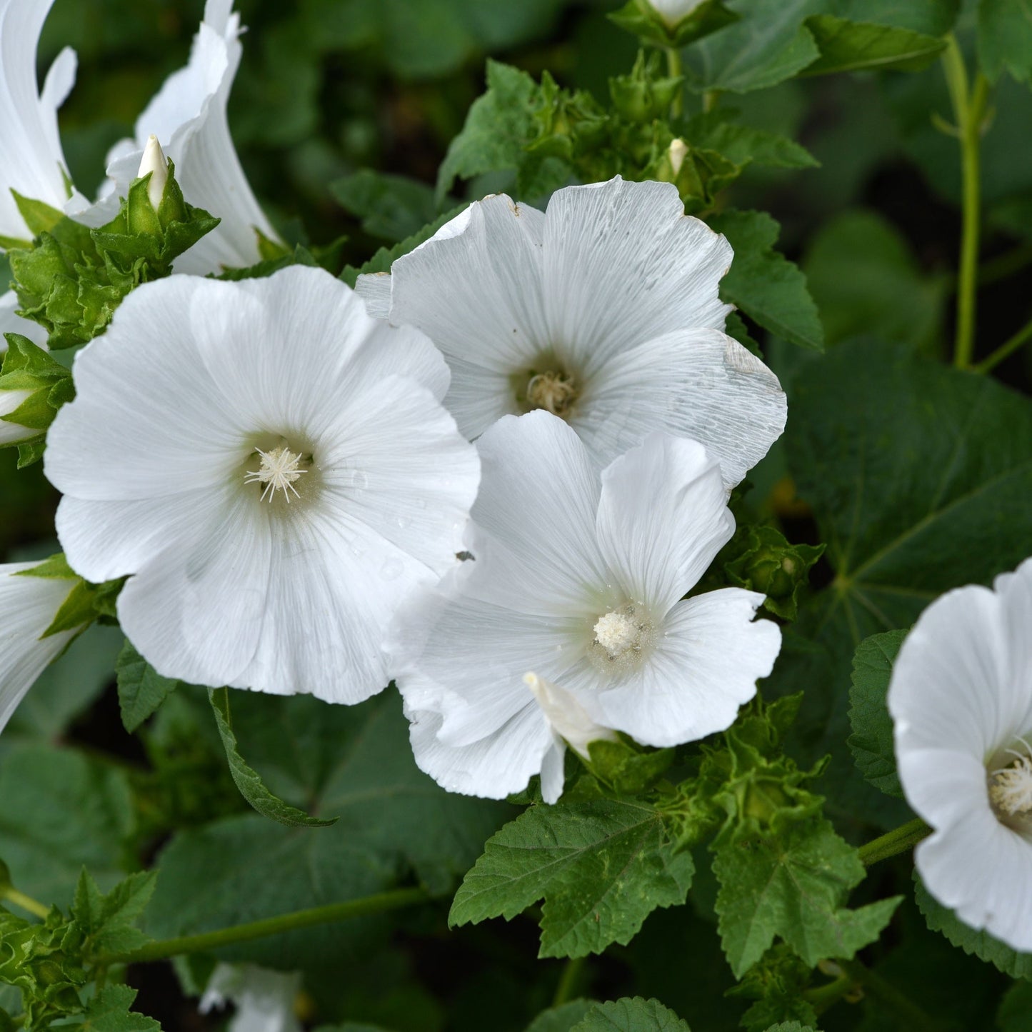 Lavatera 'Marshmallow Ice White' 9cm (PRE ORDER WEEK 30 2025)