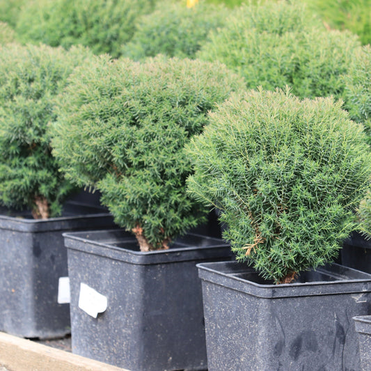 Thuja occidentalis 'Teddy' 9cm