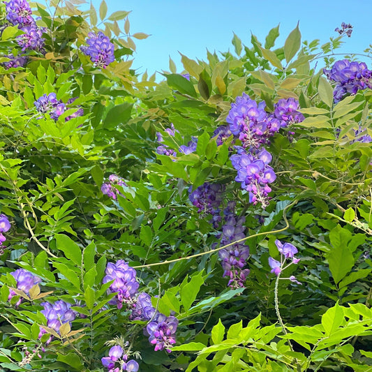 Wisteria sinensis 'Amethyst Falls' Pyramid 110cm 5L
