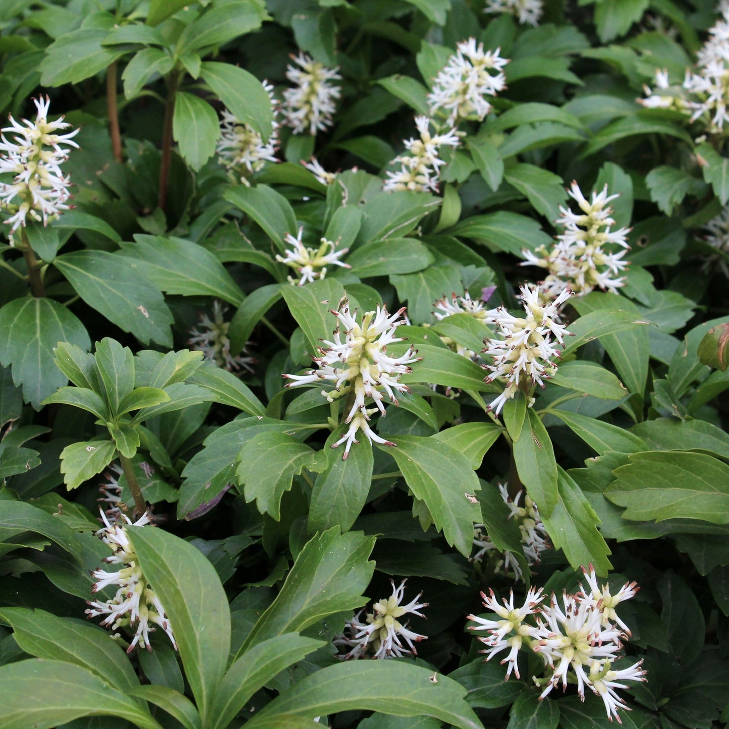 Pachysandra terminalis 9cm / 2L
