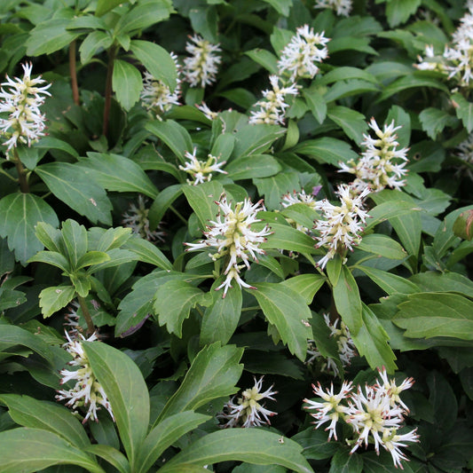 Pachysandra terminalis 9cm / 2L