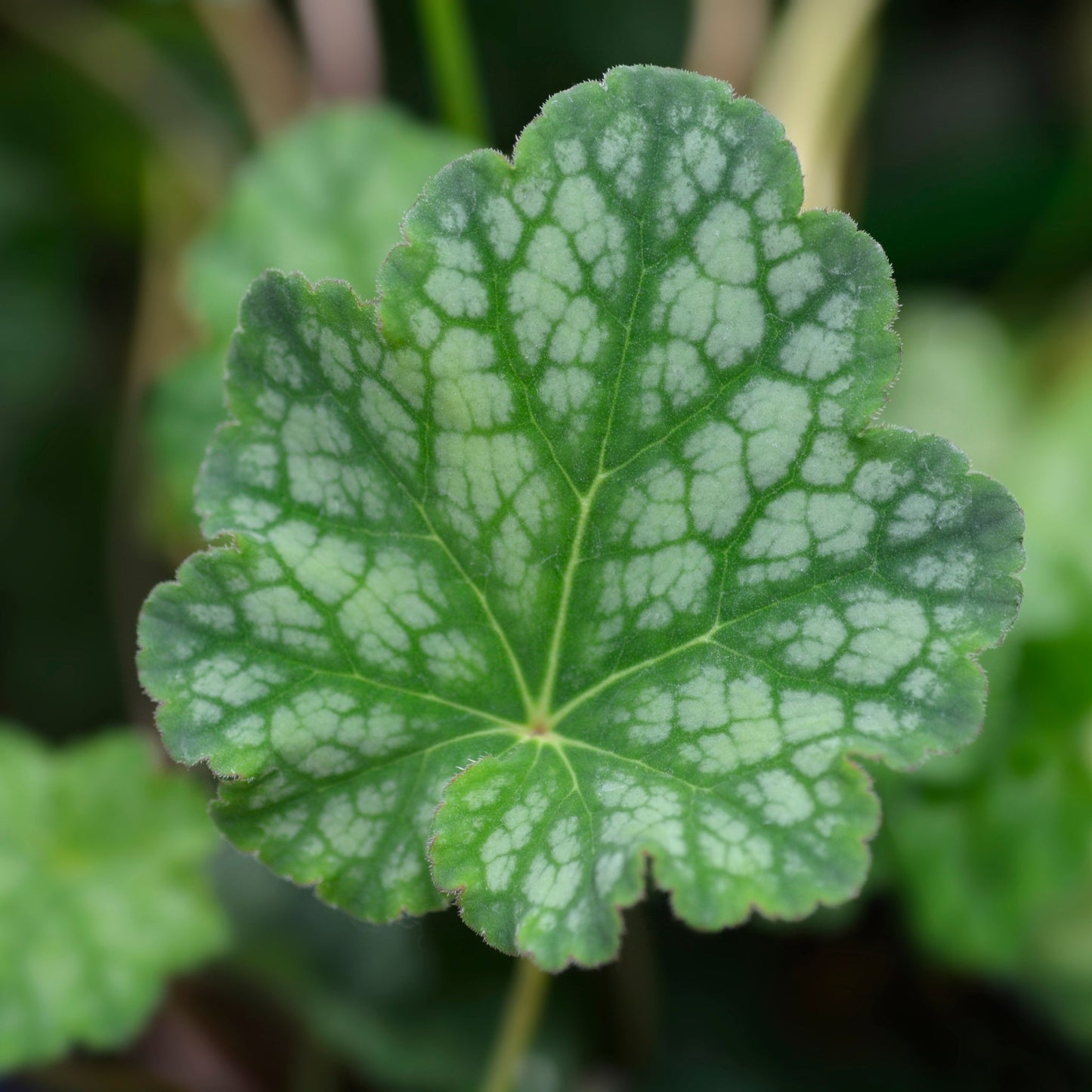 Heuchera americana 'Dales Strain' 9cm