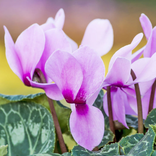 Hardy Cyclamen Pink (9cm Pot)