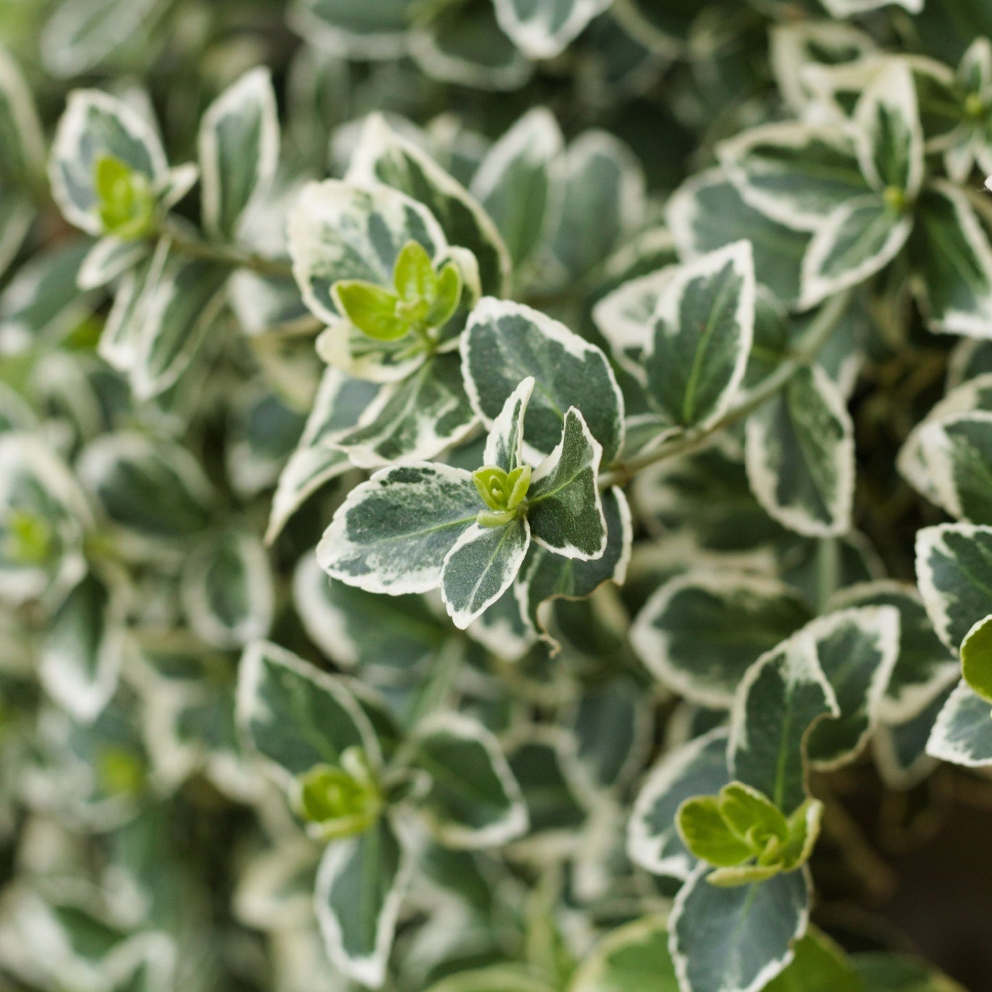 Euonymus japonicus 'Kathy' 9cm / 2L