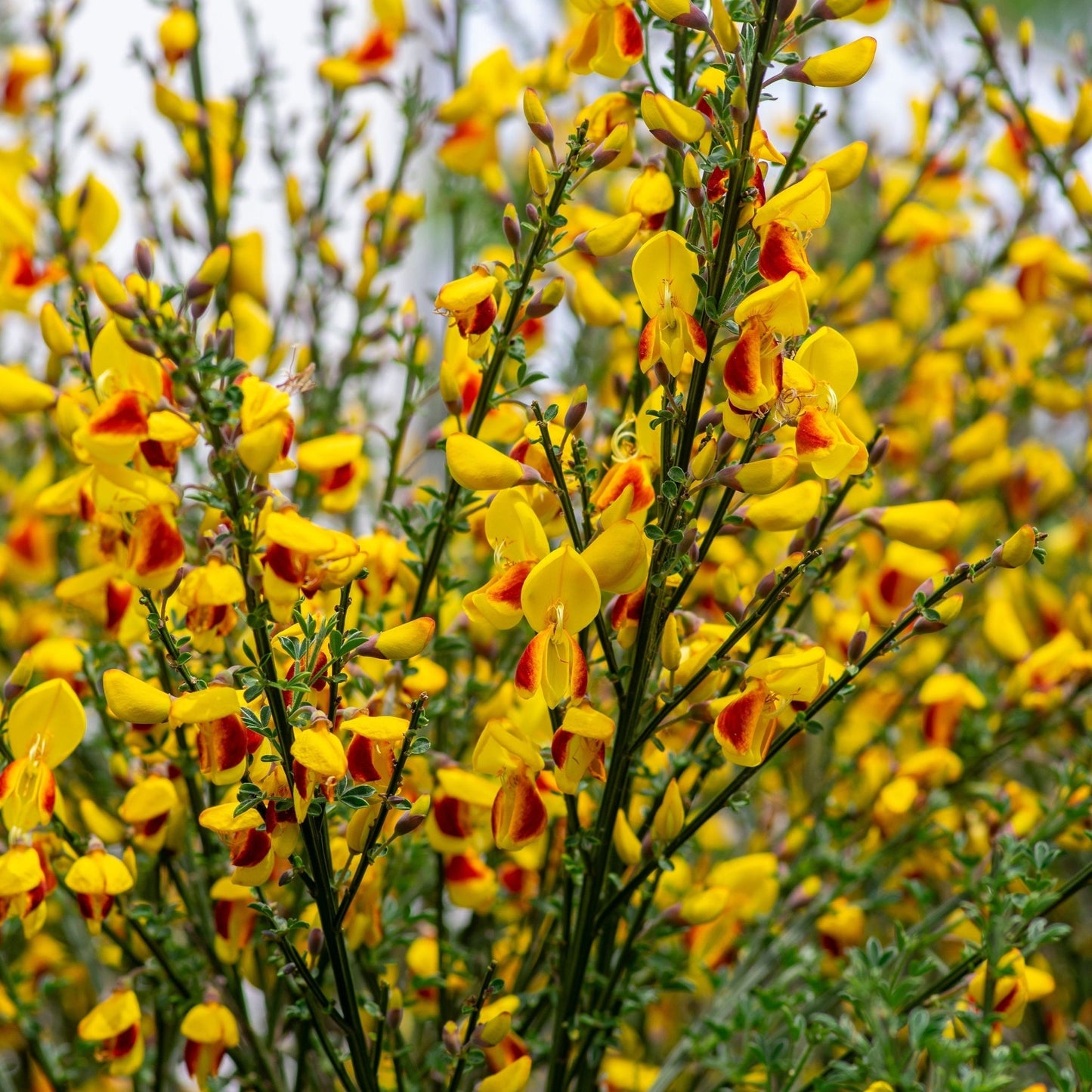 Cytisus 'Firefly' 1L / 2L