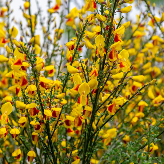 Cytisus 'Firefly' 1L / 2L