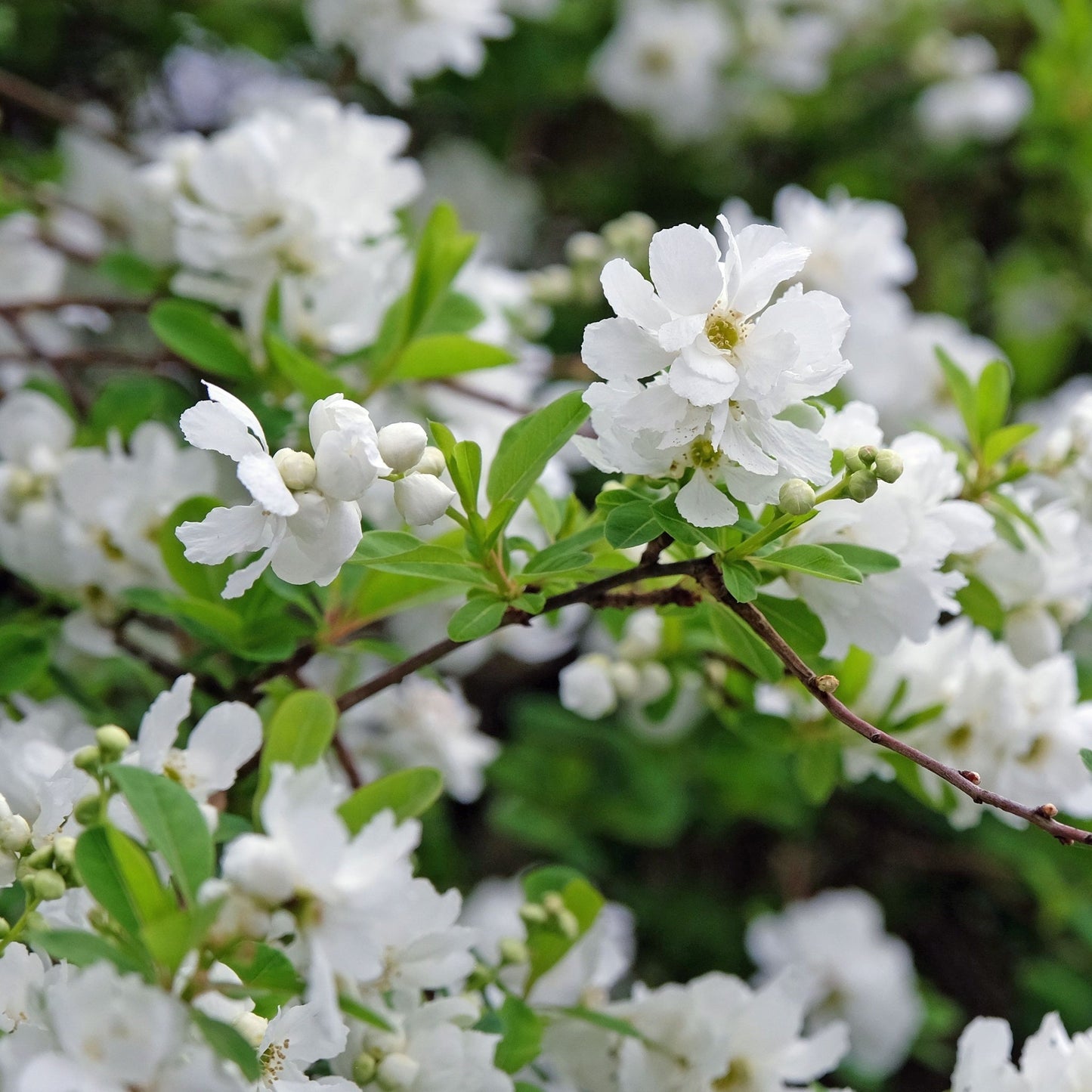 Exochorda macrantha 'The Bride'  9cm / 2L