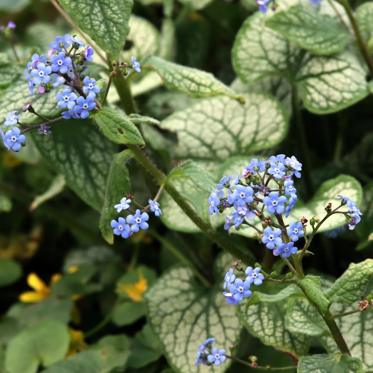 Brunnera 'Jack's Frost 9cm