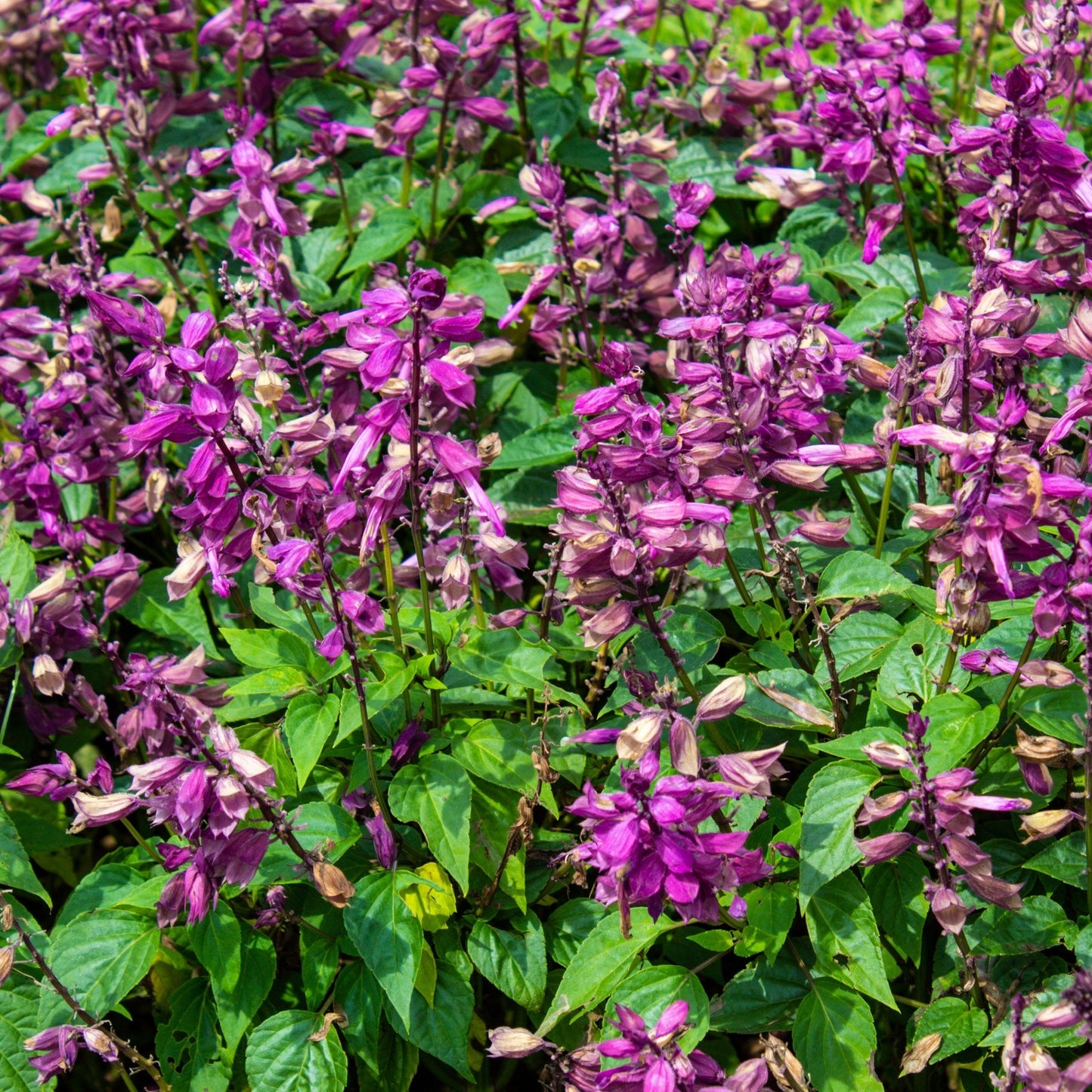 Salvia 'Love and Wishes' 9cm