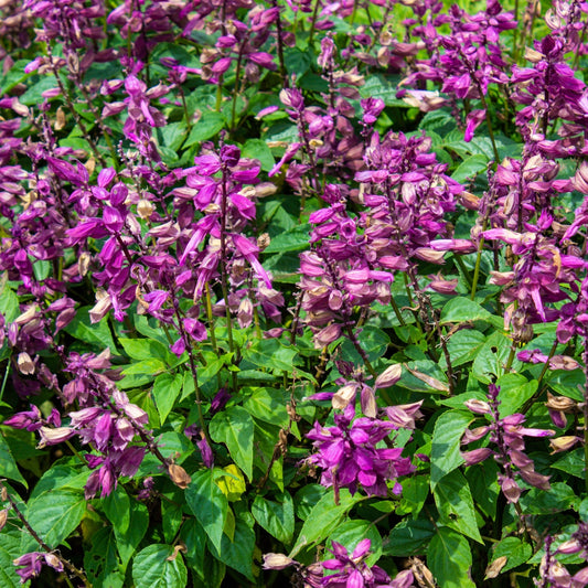 Salvia 'Love and Wishes' 9cm