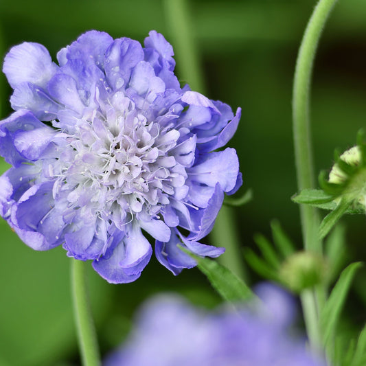 Scabious Butterfly Blue 9cm/2L