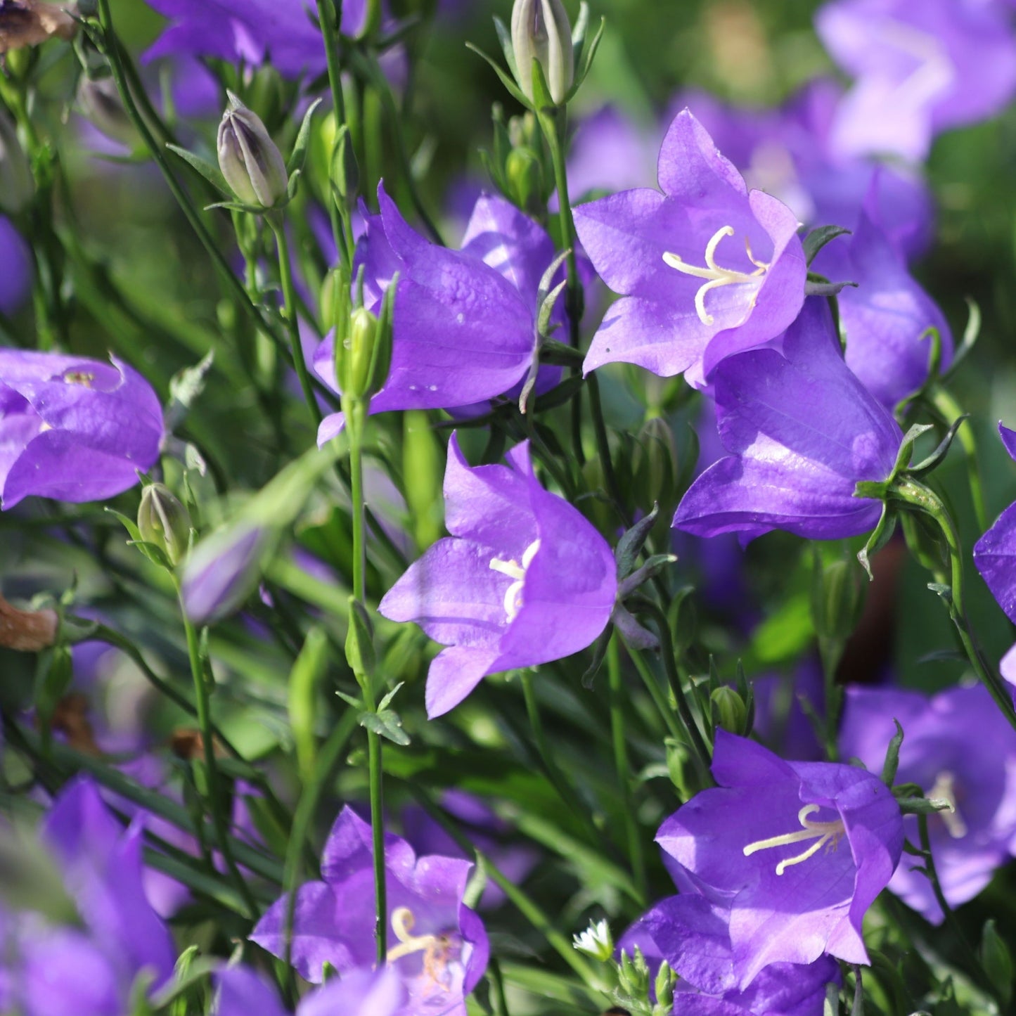 Campanula persicifolia 'Caerulea' - Blue 9cm / 2L