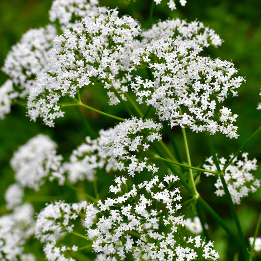 Centranthus rub. Albus 9cm