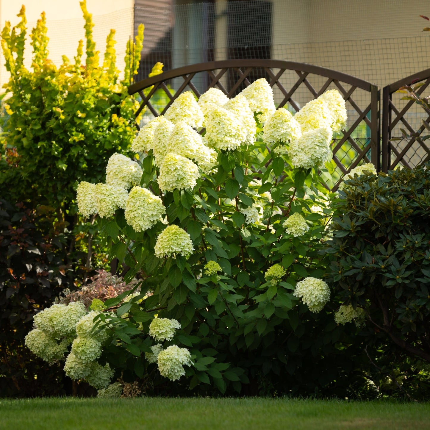 Hydrangea paniculata 'Little Fresco' 9cm / 5L