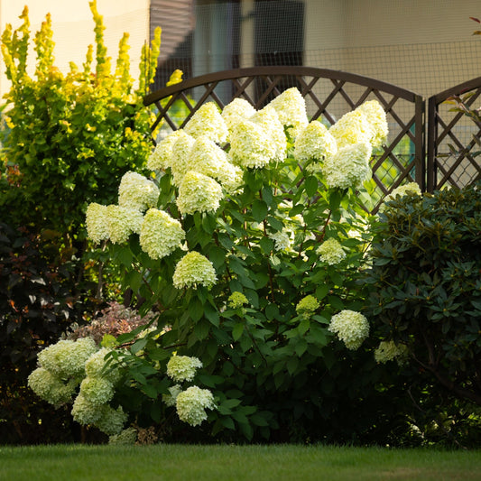 Hydrangea paniculata 'Little Fresco' 9cm / 5L
