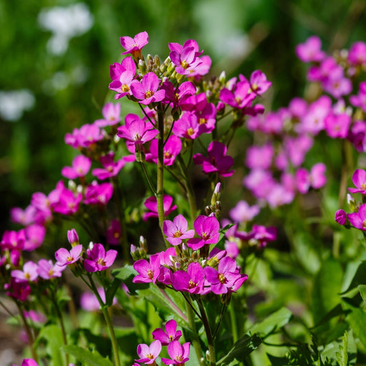 Arabis caucasica Little Treasure Deep Rose 9cm
