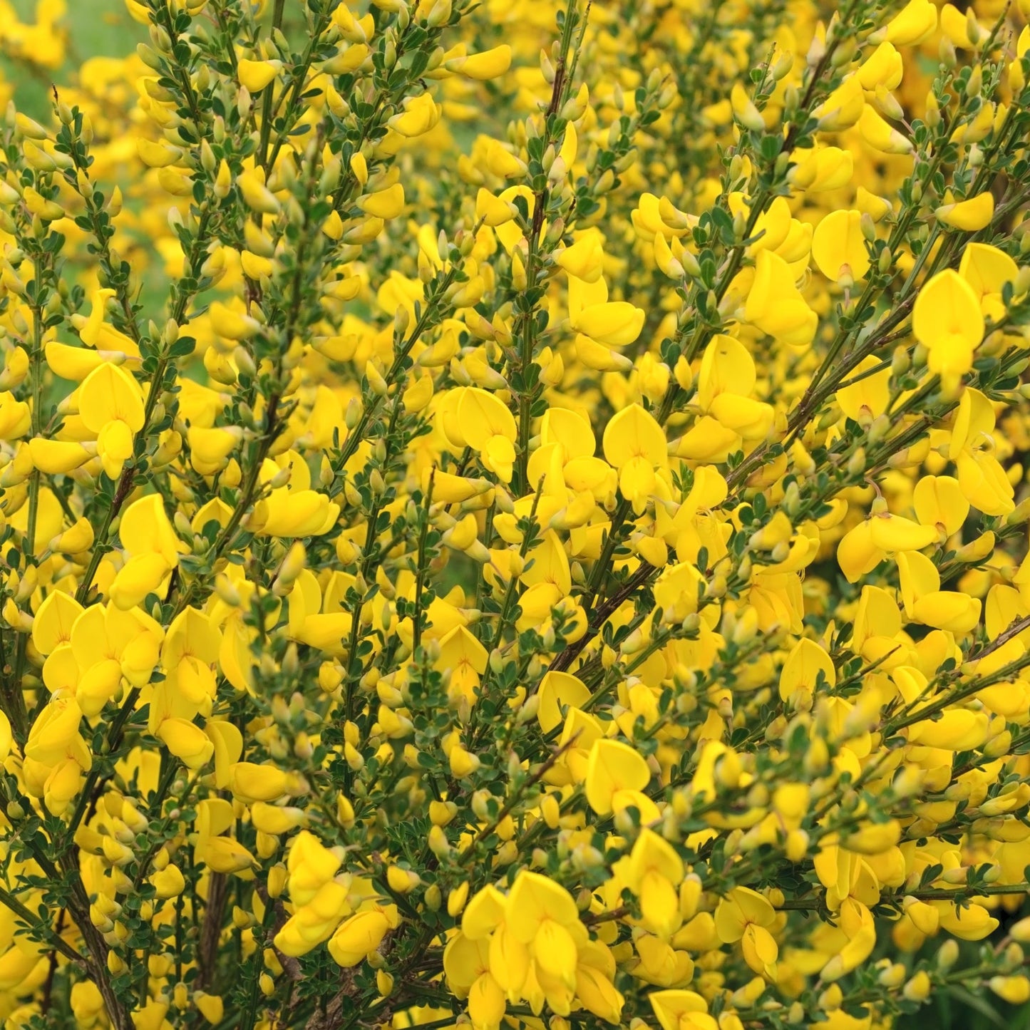 Cytisus 'Vanesse' 1L / 2L
